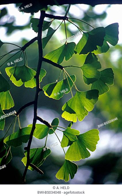 maidenhair tree, Ginkgo Tree, Gingko Tree, Ginko Tree (Ginkgo biloba), twig with leaves
