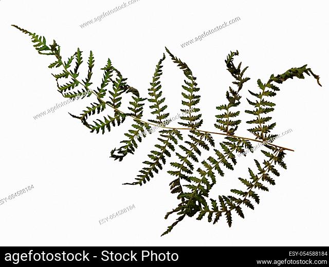 a flat dried fern fern frond with intricate leaf shapes on a white background