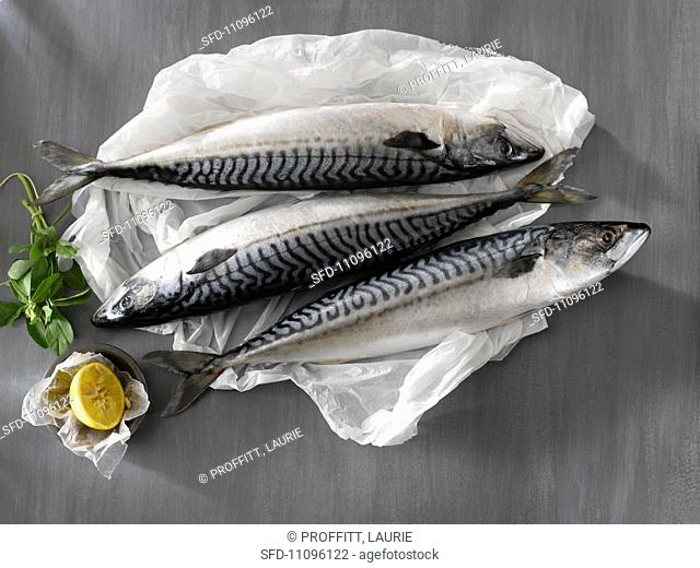 Three Whole Fresh Atlantic Mackerel on White Paper, Lemon and Herbs