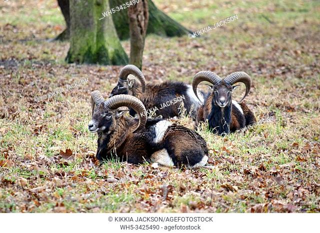 Mouflon Herd Ovis aries musimon in WInter Resting Stock Photo, Czech Republic