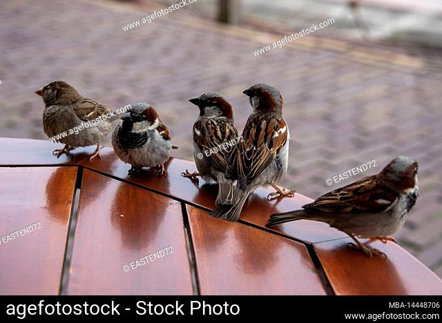 Several sparrows sit on a table and beg for food