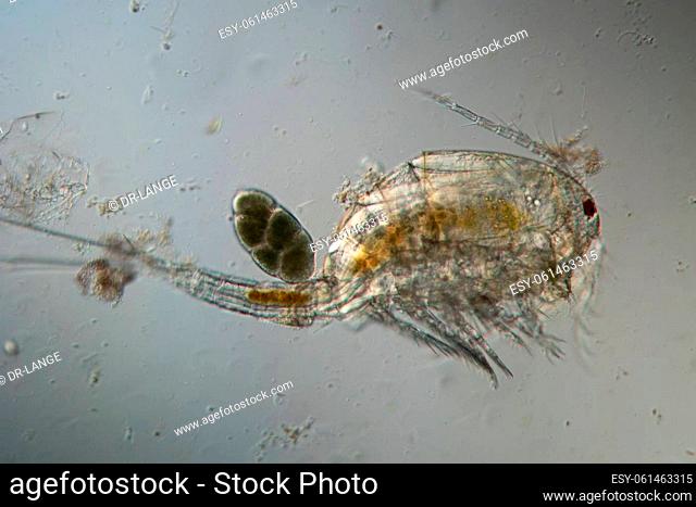 Copepod crab swims through the water