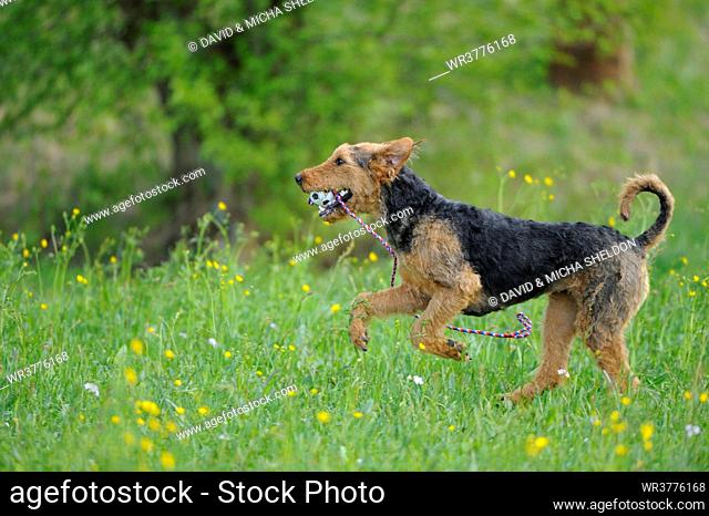 Airedale Terrier in meadow