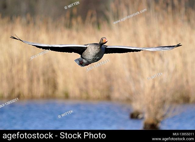 Greylag goose (Anser anser), Germany