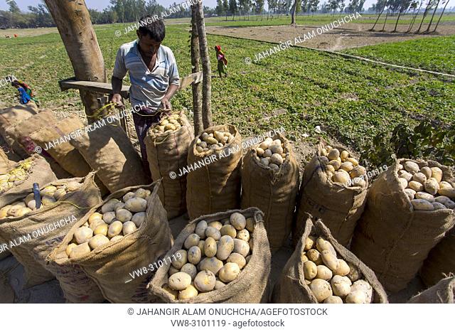 Labors are carrying harvested fresh potatoes in field near of Kahalu at Bogra district, Bangladesh