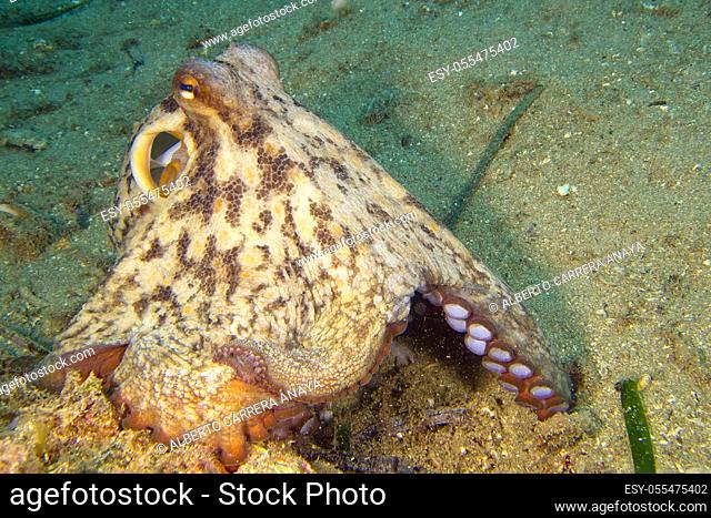 Common octopus, Octopus vulgaris, Pulpo comun, Cabo Cope-Puntas del Calnegre Natural Park, Mediterranean Sea, Region de Murcia, Murcia, Spain, Europe