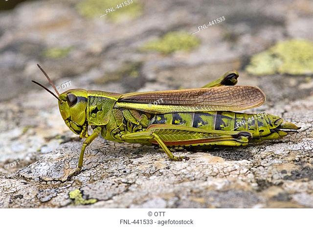 Close-up of Lubber Grasshopper Romalea guttata on stone