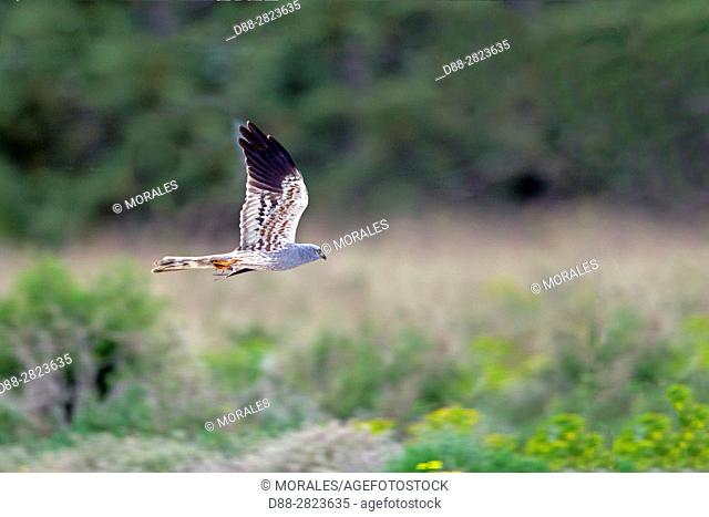 Spain, Catalonia, Pre-Pyrenees, Province of Lerida, Balaguer, Montagu's Harrier (Circus pygargus), adult male, in flight