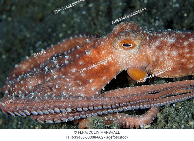 Starry Night Octopus (Callistoctopus luteus) adult, resting on black sand at night, Lembeh Straits, Sulawesi, Sunda Islands, Indonesia, January