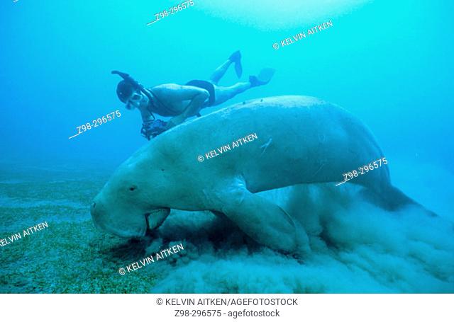 Dugong (Dugong dugon) adult male feeding on sea grass (Cymodocea serrulata). Tropical Indo Pacific from the Red Sea to Vanuatu