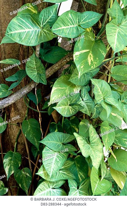 Philodendron (Philodendron oxycardium), Syngonium (Syngonium podophyllum) and Devil's Ivy (Scindapsus aureus), 15 year growing on tree. Tropical vines