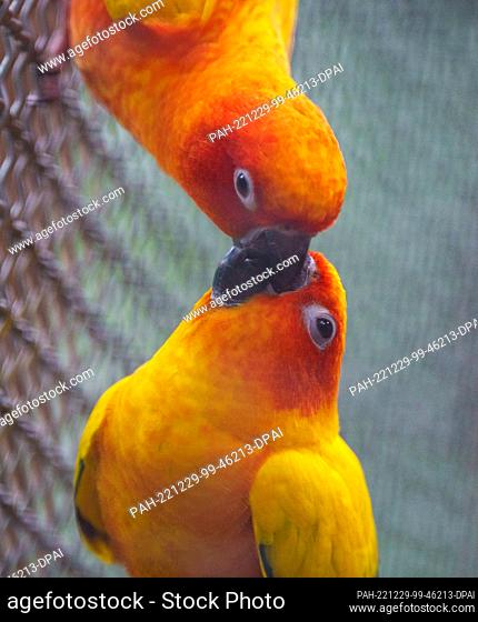 29 December 2022, Brandenburg, Potsdam: Two sun parakeets (Aratinga solstitialis) feed each other during a press tour for the annual review of the tropical hall...