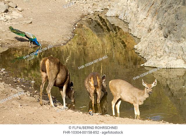 Sambar (Rusa unicolor) adult females and young, with Indian Peafowl (Pavo cristatus) adult male, drinking, standing at edge of waterhole, Ranthambore N