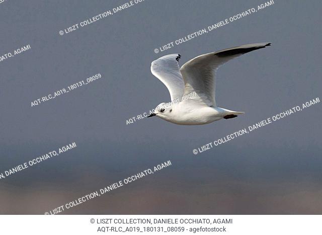 Adult winter Saunders's Gull in flight, Saunders's Gull, Chroicocephalus saundersi