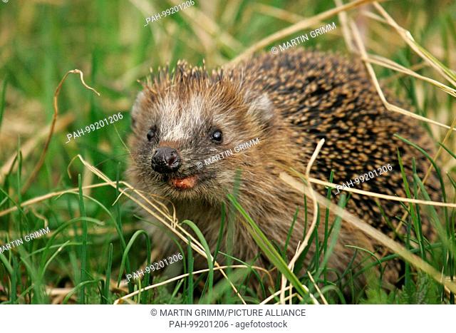 Hedgehog (Erinaceus europaeus), nuzzling hedgehog close-up, Brandenburg, Germany | usage worldwide. - /Brandenburg/Germany
