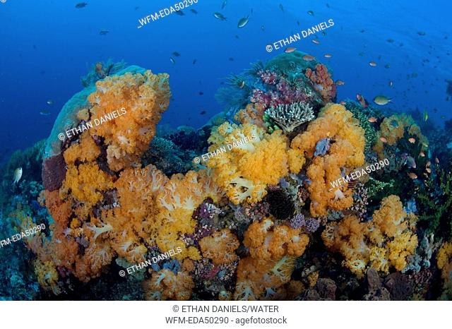 Reef with orange Soft Corals, Dendronephthya spec., Komodo, Indonesia