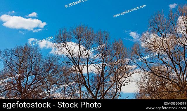 Branch on a background of the sky