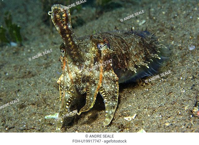 Reef Cuttlefish Sepia sp. Masaplod, Dumaguete, Negros Island, Philippines