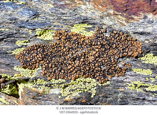 Lecidea atrobrunnea is a crustose lichen that grows on siliceous rocks; around it Rhizocarpon geographicum (yellow). This photo was taken in Sierra Nevada...