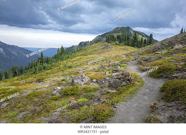 View of the Pacific Crest Trail in alpine meadow, Goat Rocks Wilderness, Gifford Pinchot National Forest, Washington