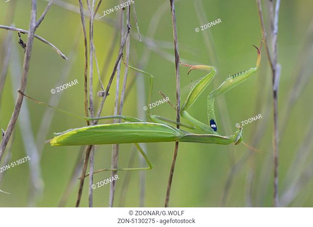 Europaeische Gottesanbeterin (Mantis religiosa), Weibchen, Deutschland