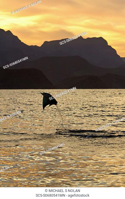 An adult spinetail mobula Mobula japanica leaping from the calm waters off Isla Danzante in the Gulf of California Sea of Cortez, Baja California, Mexico