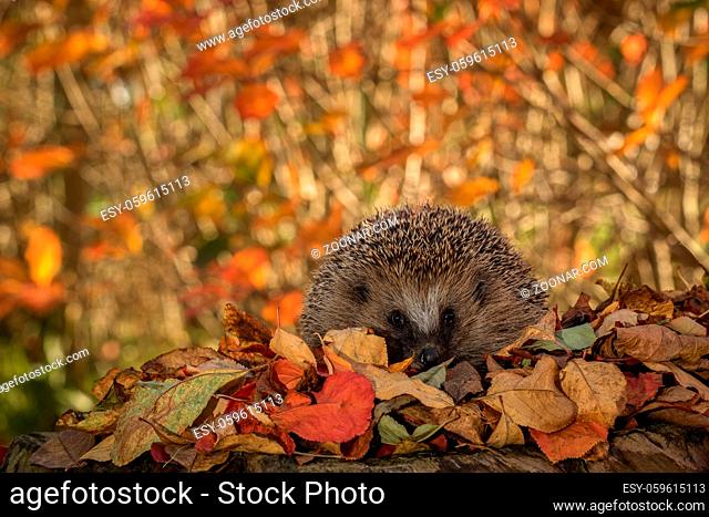 hedgehog in colorful autumn leaves looking in camera, hedge in background
