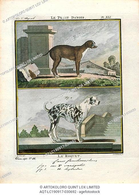 Canis lupus familiaris, Print, The domestic dog (Canis lupus familiaris when considered a subspecies of the wolf or Canis familiaris when considered a distinct...
