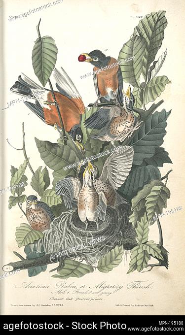 American Robin, or Migratory Thrush . 1. Males. 2. Female. 3. Young. (Chesnut Oak. Quercus prinus.). Audubon, John James, 1785-1851 (Artist)
