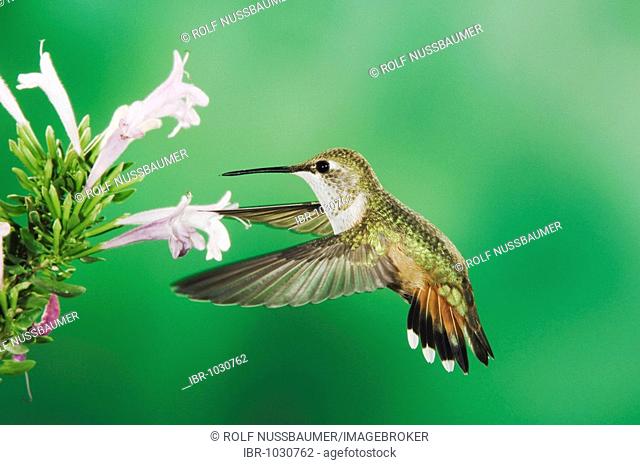 Rufous Hummingbird (Selasphorus rufus), immature in flight feeding on Mexican Oregano flower (Poliomintha maderensis), Paradise, Portal, Chiricahua Mountains