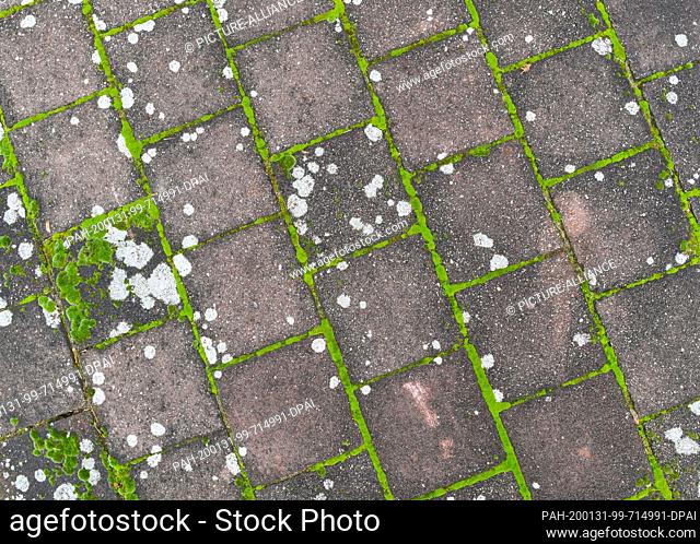 29 January 2020, Brandenburg, Seelow: Moss and lichen grow in the joints and on the slabs of a pavement. The moss on the plates can be removed with different...