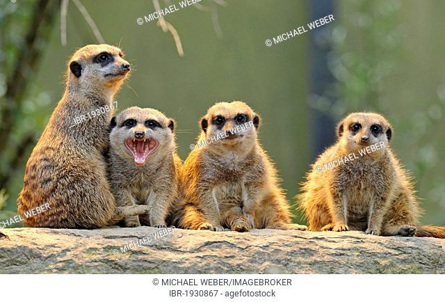 Meerkats (Suricata suricatta), group, young