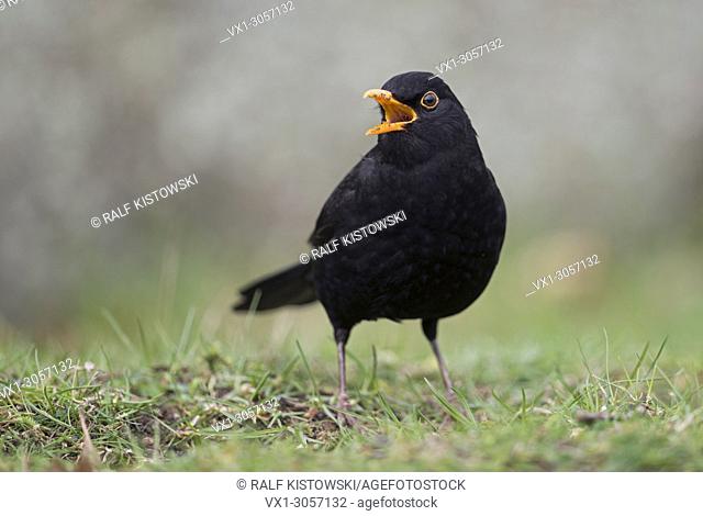 Common Blackbird ( Turdus merula ), black male, sitting on the ground, singing, courting, open beak, bill, frontal view