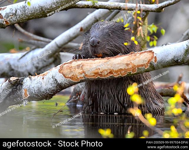 08 May 2020, Brandenburg, Drahendorf: A European beaver (Castor fiber) is gnawing at a birch tree lying in the water on the Drahendorfer Spree