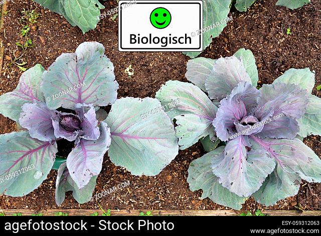 Rotkohl mit Schild Smiley biologisch - Red cabbage with laughing Smiley and organic