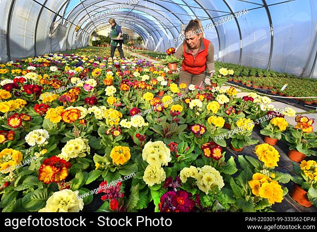 28 February 2022, Saxony, Wurzen: Thousands of flowers of early bloomers shine in the sunshine in the large plastic tent of the nursery and plant market Grünert...