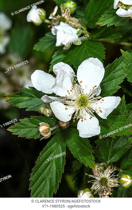 Indian Strawberry Duchesnea indica in Bloom at Corolla, NC USA