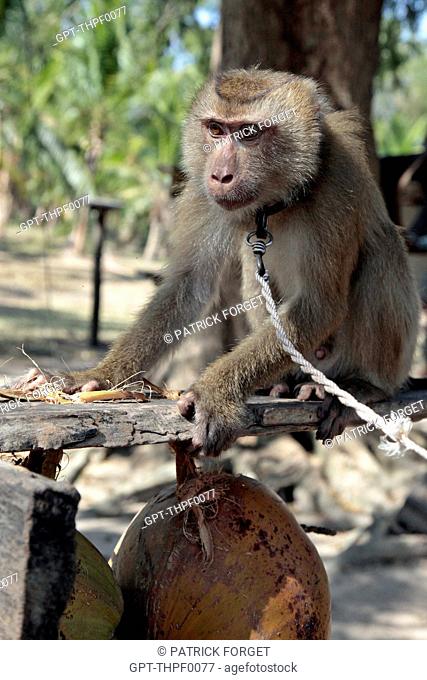 MACAQUE MONKEY TRAINED TO CLIMB COCONUT TREES TO GATHER THE FRUIT, BANG SAPHAN, THAILAND, ASIA