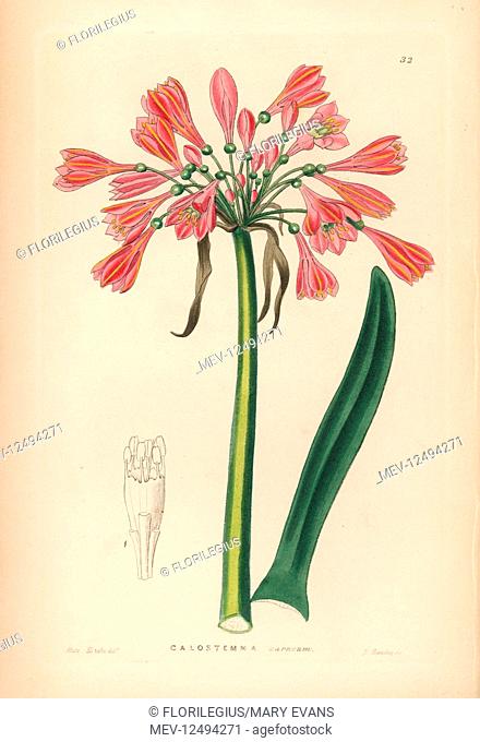 Garland lily, Calostemma purpureum (Flesh-coloured calostemma, Calostemma carneum). Handcoloured copperplate engraving by G