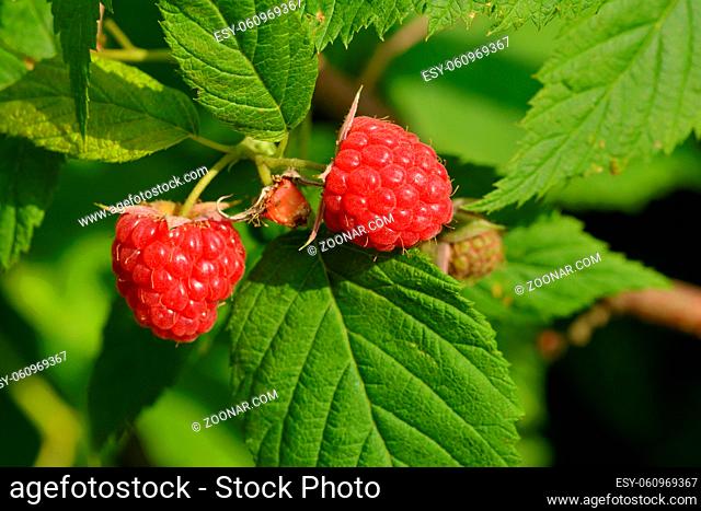 Reife Himbeeren an einem Strauch. Fresh European raspberry in a garden