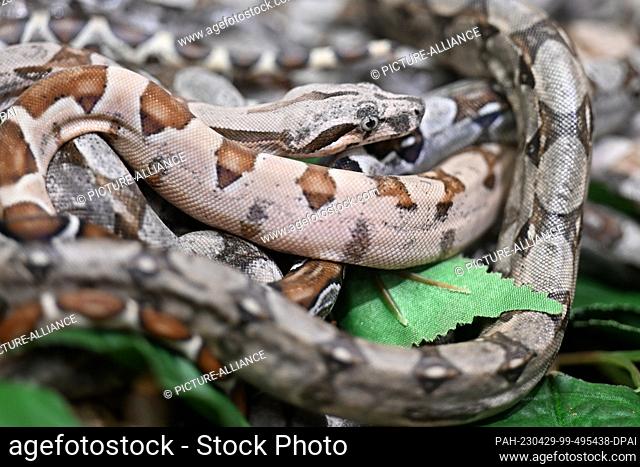 PRODUCTION - 28 April 2023, Baden-Württemberg, Unteruhldingen Am Bodensee: Several about 14 days old boa constrictors are lying on top of each other in a...