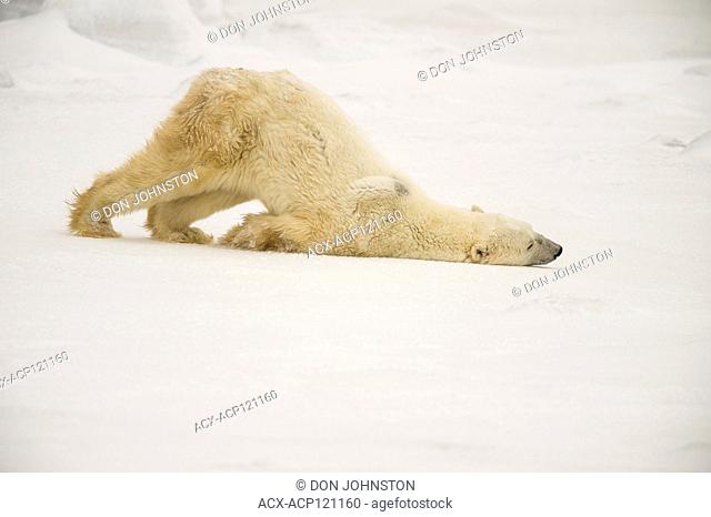 Polar Bear (Ursus maritimus) Grooming behaviour