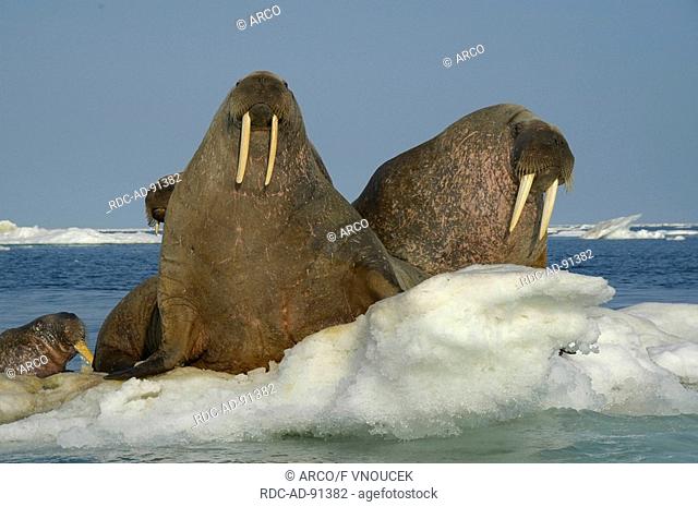 Walrusses on icefloe Nunavut Territory Canada Odobenus rosmarus Arctic