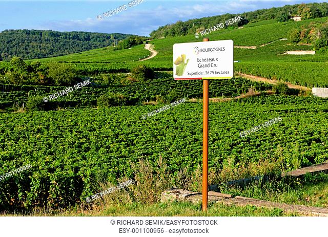 grand cru vineyards of Echezeaux, Burgundy, France