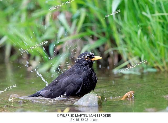 Blackbird (Turdus merula), male bathing in stream, Hesse, Germany