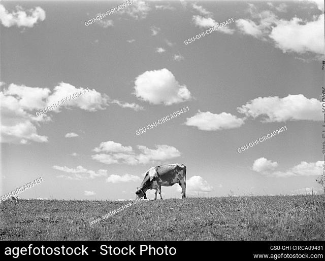 Cow in Pasture, Santi County, Minnesota, USA, John Vachon, U.S. Farm Security Administration, July 1941