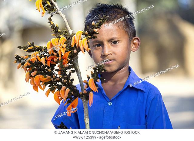Bangladeshi school boy enjoying with spring flower of palash. Butea monosperma is a species of Butea native to tropical and sub-tropical parts of the Indian...
