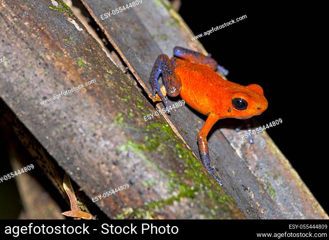Dart Poison Frog, Blue Jeans, Oophaga pumilio, Dendrobates pumilio, Tropical Rainforest, Costa Rica, Central America, America