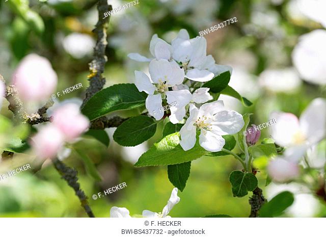 apple tree (Malus domestica), blooming apple tree branch, Germany