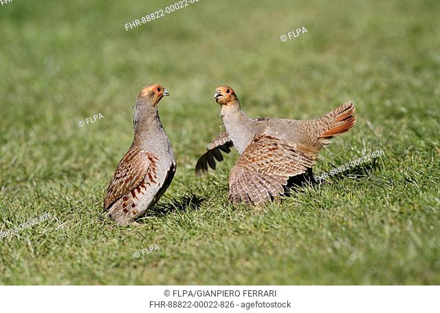 Grey Partridge (Perdix perdix) Two adults in territorial fight, Leicestershire, England, May 2015